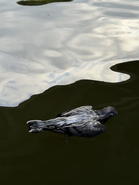 A somber scene unfolds on the water at Hoogte Kadijk, Kadijken, Amsterdam, where a dark-feathered bird floats motionless